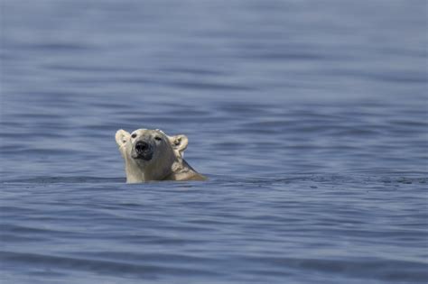 Polar bears hold secret to surviving frigid winters — and we can benefit, study says